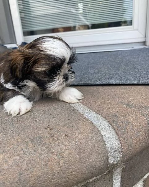 meravigliosi Shitzu per adozione | Foto 1