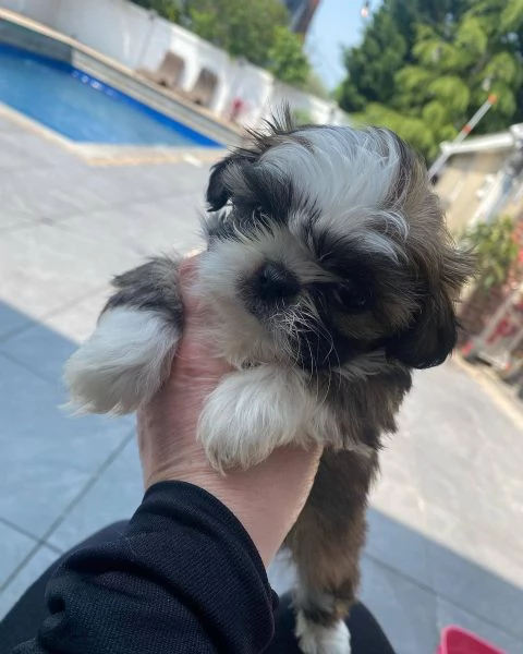 meravigliosi Shitzu per adozione | Foto 0