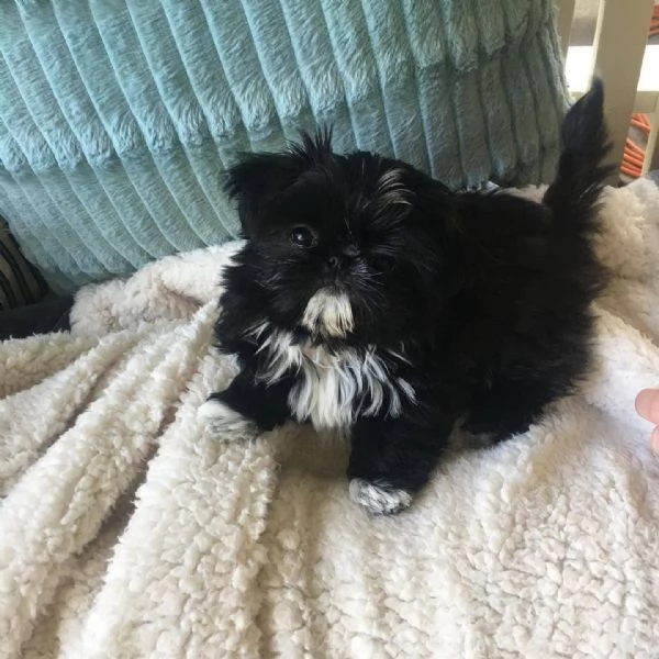 meravigliosi Shitzu per adozione