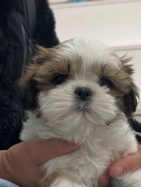 meravigliosi Shitzu per adozione