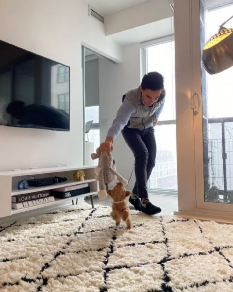 meravigliosi Barboncino per adozione | Foto 2