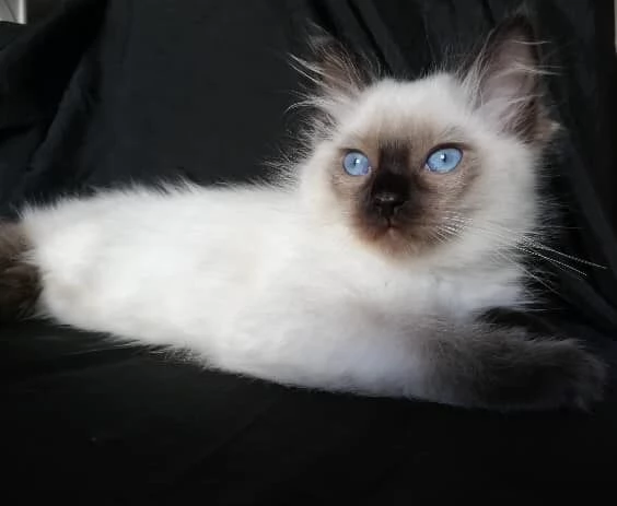 Cuccioli Ragdoll con Pedigree | Foto 2
