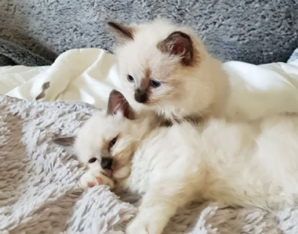 Cuccioli Ragdoll con Pedigree | Foto 1