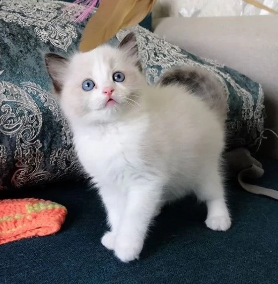 Gattino Ragdoll