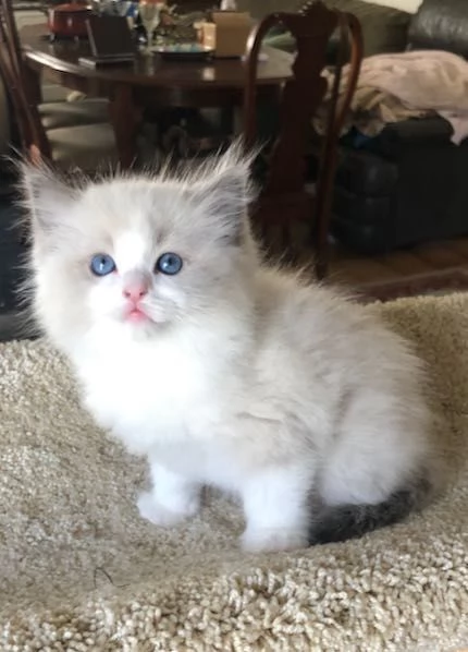 Gattini Ragdoll adorabili e adorabili allevati in casa.