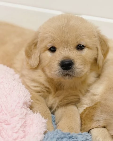 meravigliosi Golden Retriever per adozione