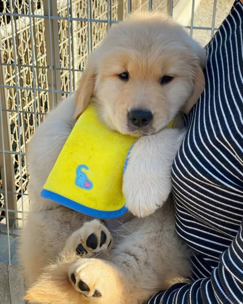 meravigliosi Golden Retriever per adozione | Foto 3