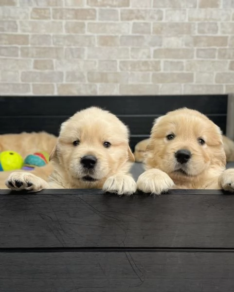 meravigliosi Golden Retriever per adozione