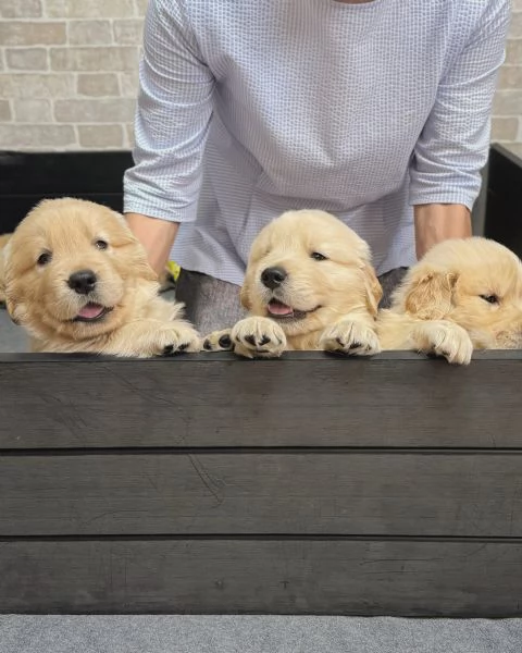 meravigliosi Golden Retriever per adozione | Foto 1