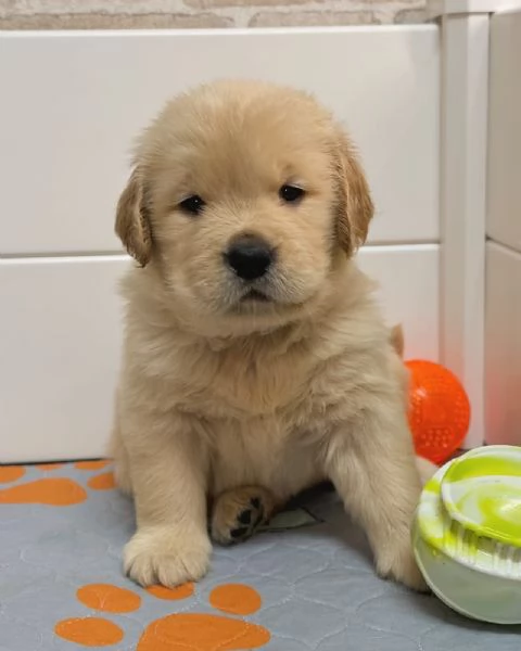 meravigliosi Golden Retriever per adozione | Foto 1