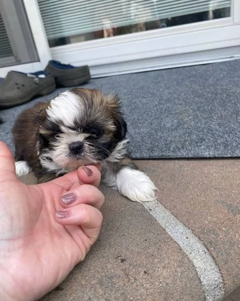 meravigliosi Shitzu per adozione | Foto 1