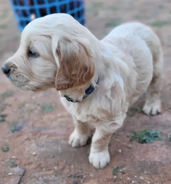 meravigliosi Golden Retriever per adozione