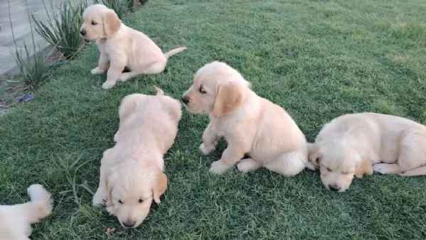 meravigliosi Golden Retriever per adozione | Foto 1