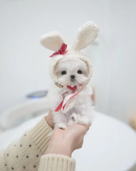 maschio o femmina maltese cuccioli