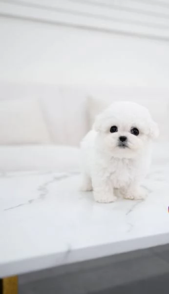 tutto Maltese cuccioli | Foto 0