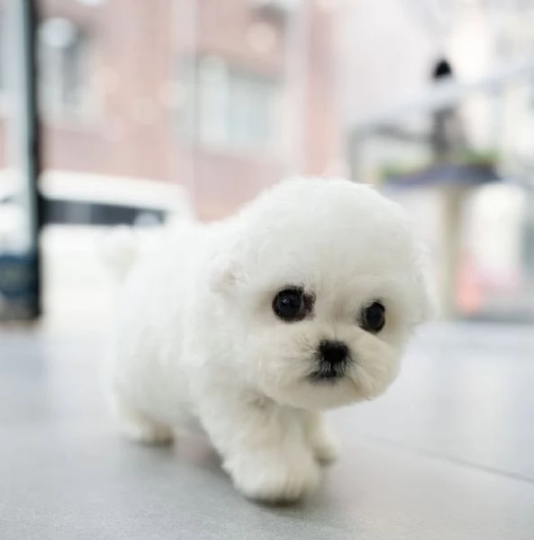 tutto Maltese cuccioli