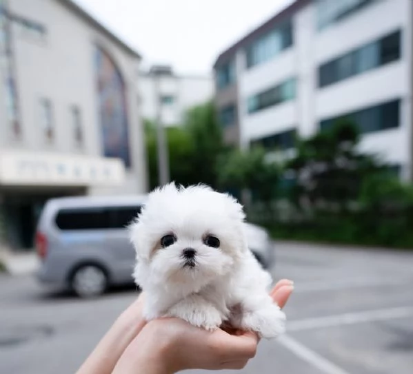 maltese cuccioli ... | Foto 0