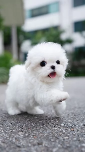 maltese cuccioli ...