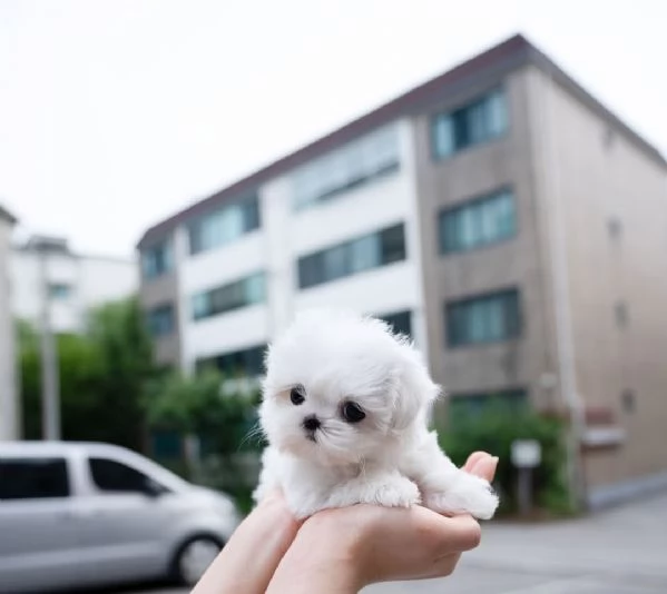 m/f maltese cuccioli