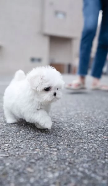 m/f maltese cuccioli | Foto 0