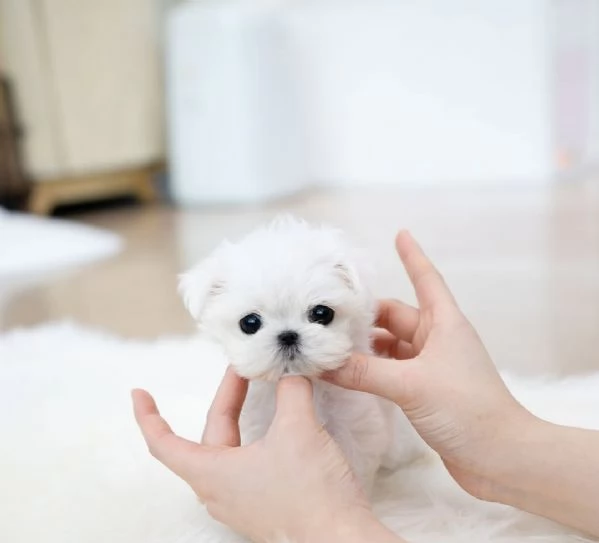 M/F Maltese cucciolii | Foto 0
