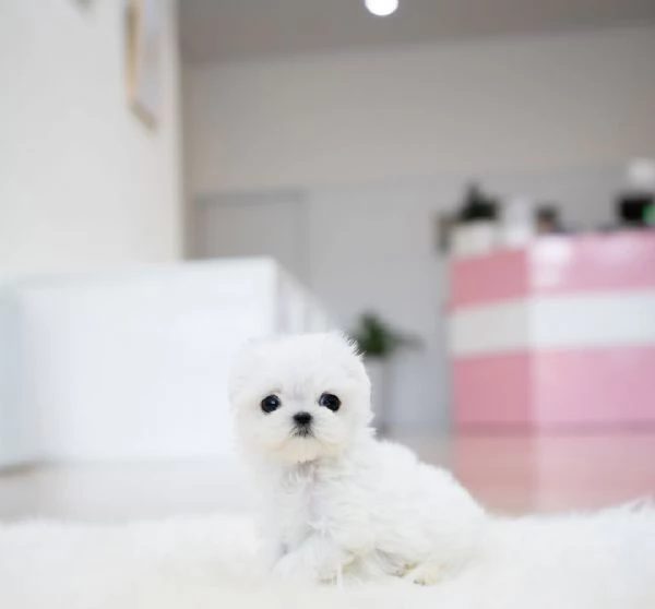 M/F Maltese cucciolii