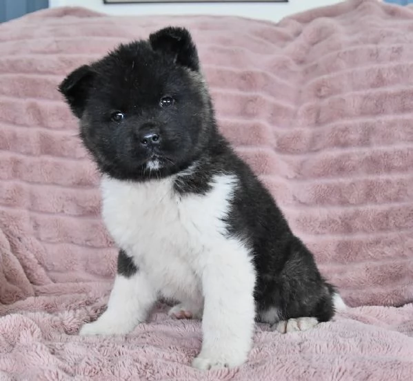 Cucciolo di Akita Inu