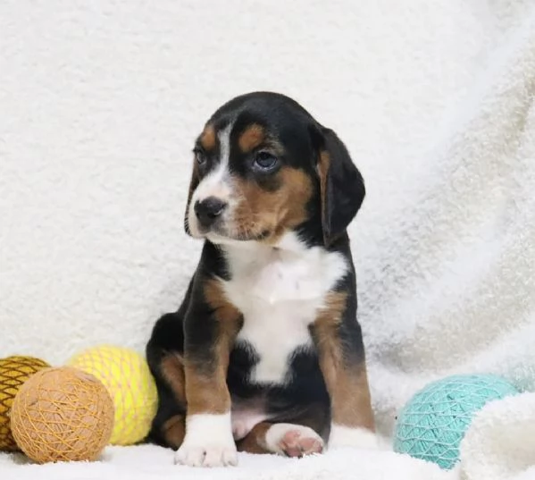 cuccioli di Beagle | Foto 0