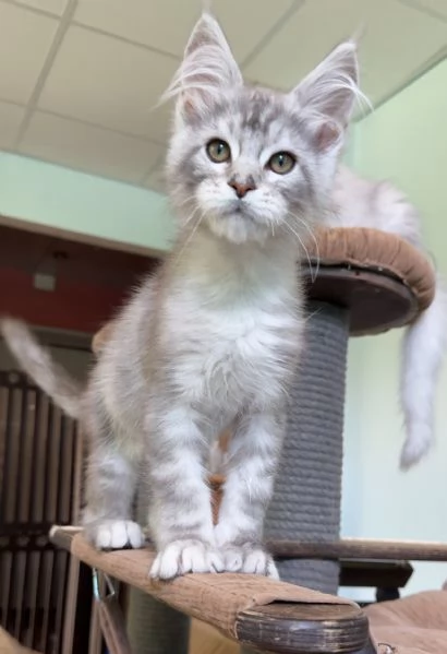 Disponibili Cuccioli di Maine coon!! | Foto 0