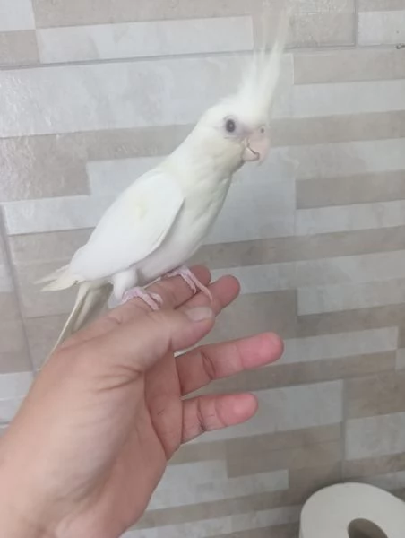 Calopsite allevati a mano  | Foto 5