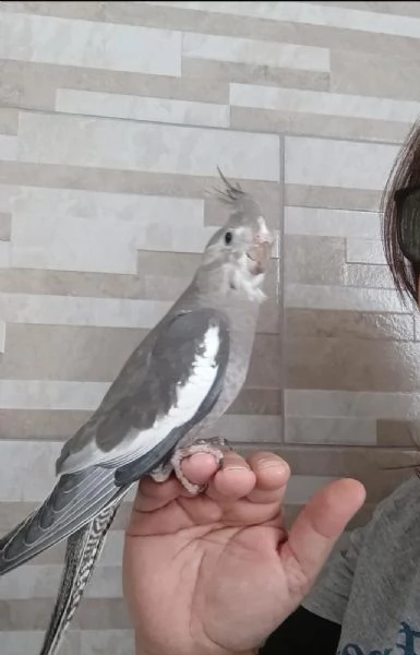 Calopsite allevati a mano  | Foto 2