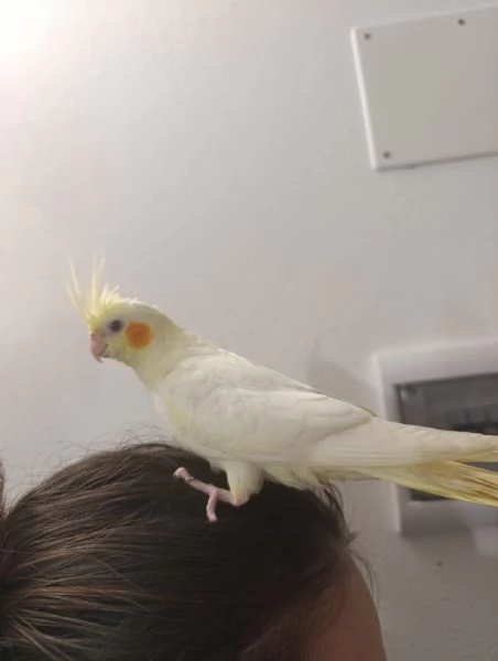 Calopsite allevati a mano 