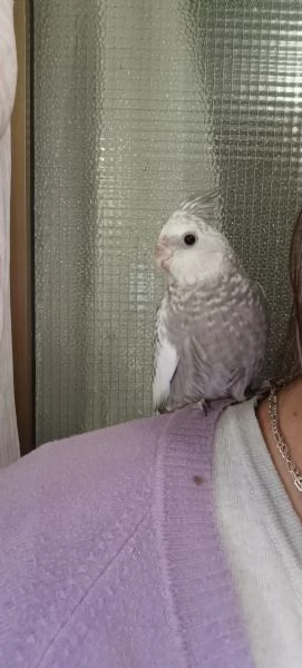 Calopsite allevati a mano  | Foto 0