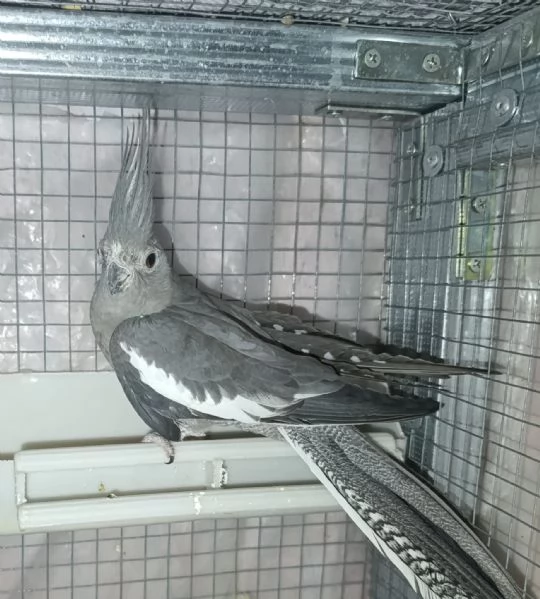 Calopsite femmine adulte