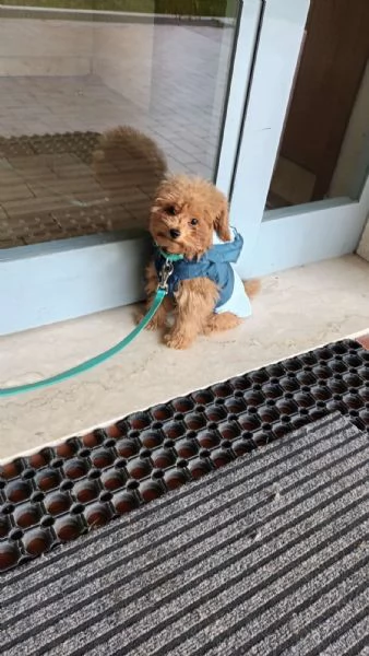 Vendita Barboncino Toy  | Foto 3