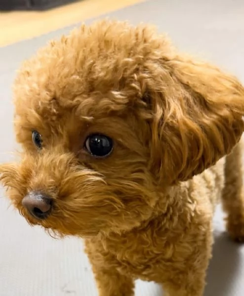 Vendita Barboncino Toy  | Foto 1