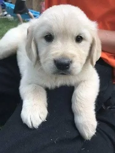 Cucciole golden retriever