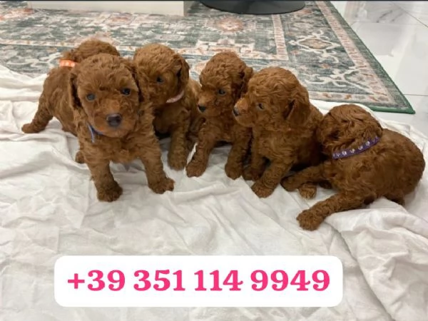 Regala un cucciolo di barboncino maschio e femmina