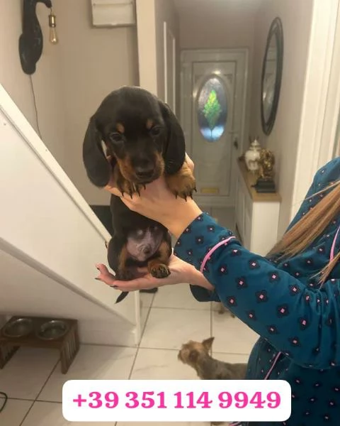 Regala un cucciolo di Bassotto maschio e femmina | Foto 0