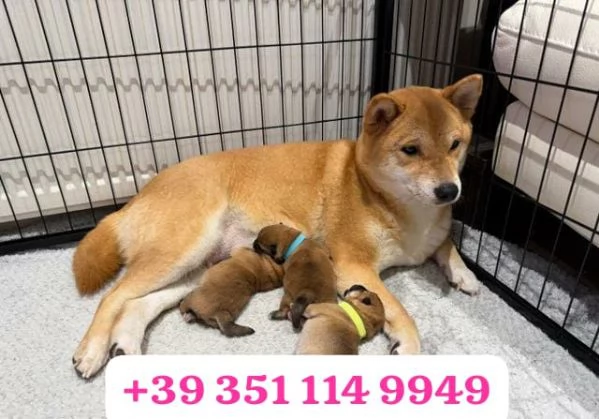 Regala un cucciolo di Shiba Inu maschio e femmina | Foto 1