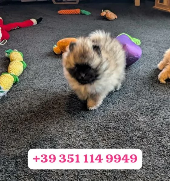 Regala un cucciolo di Volpino Pomerania maschio e femmina | Foto 1