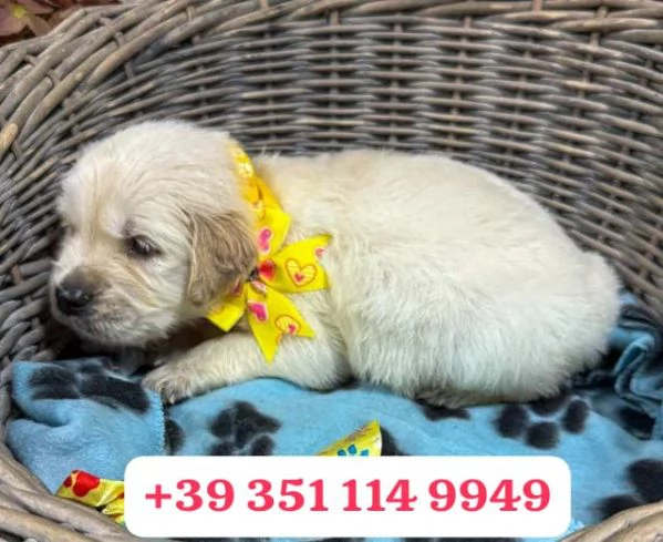 Regala un cucciolo di Golden Retriever maschio e femmina | Foto 1