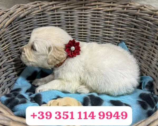 Regala un cucciolo di Golden Retriever maschio e femmina
