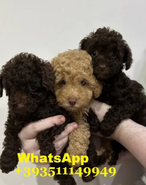 Regalo bellissimi cuccioli di barboncino maschio e femmina