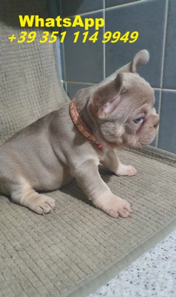  Bellissimi cuccioli di Bouledogue maschi e femmine | Foto 1