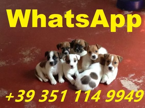  Bellissimi cuccioli di Jack Russel maschi e femmine | Foto 0