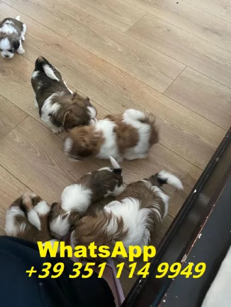 Regalo Bellissimi cuccioli di Shitzu maschi e femmine