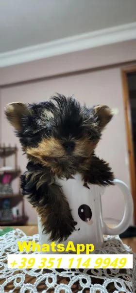 Regalo Bellissimi cuccioli di Yorkshire maschi e femmine | Foto 2