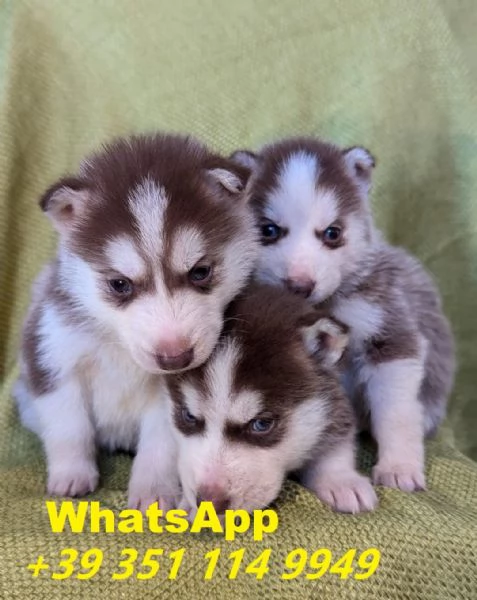 Regalo Bellissimi cuccioli di Husky maschi e femmine | Foto 1