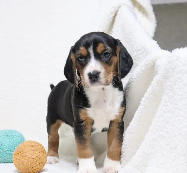 adorabili cuccioli di Beagle 